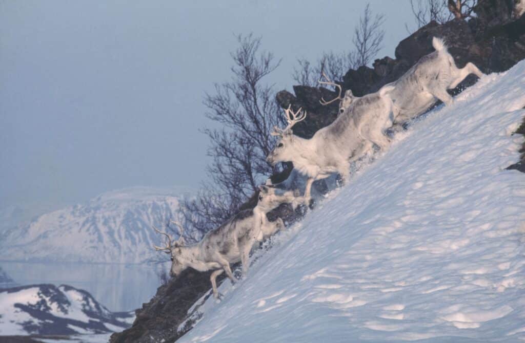 En flokk reinsdyr beveger seg oppover en bratt, snødekt fjellside. I bakgrunnen skimtes fjell og vann.